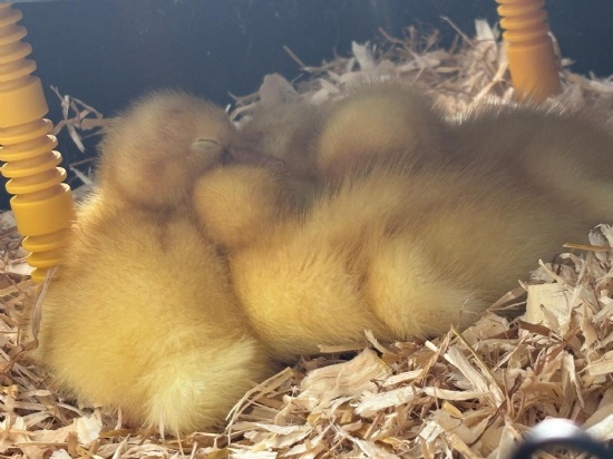 Duckling Delight at BBA!